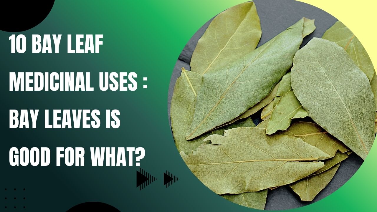 10 Bay Leaf Medicinal Uses : Bay leaves is good for what?