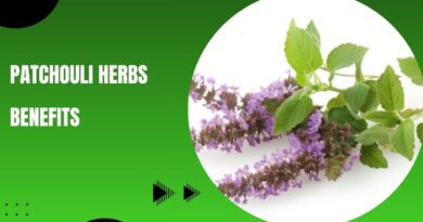 Patchouli Herbs Benefits