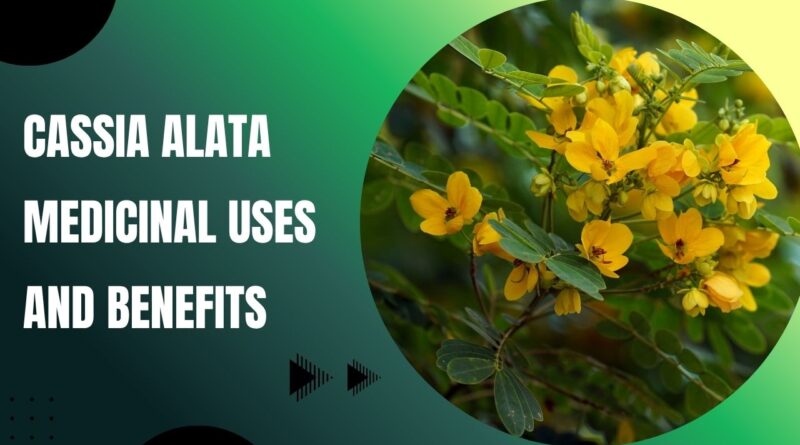 Cassia Alata Medicinal Uses and Benefits:
